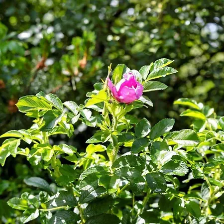 度假居 0022-romo-ringvejen-135 *